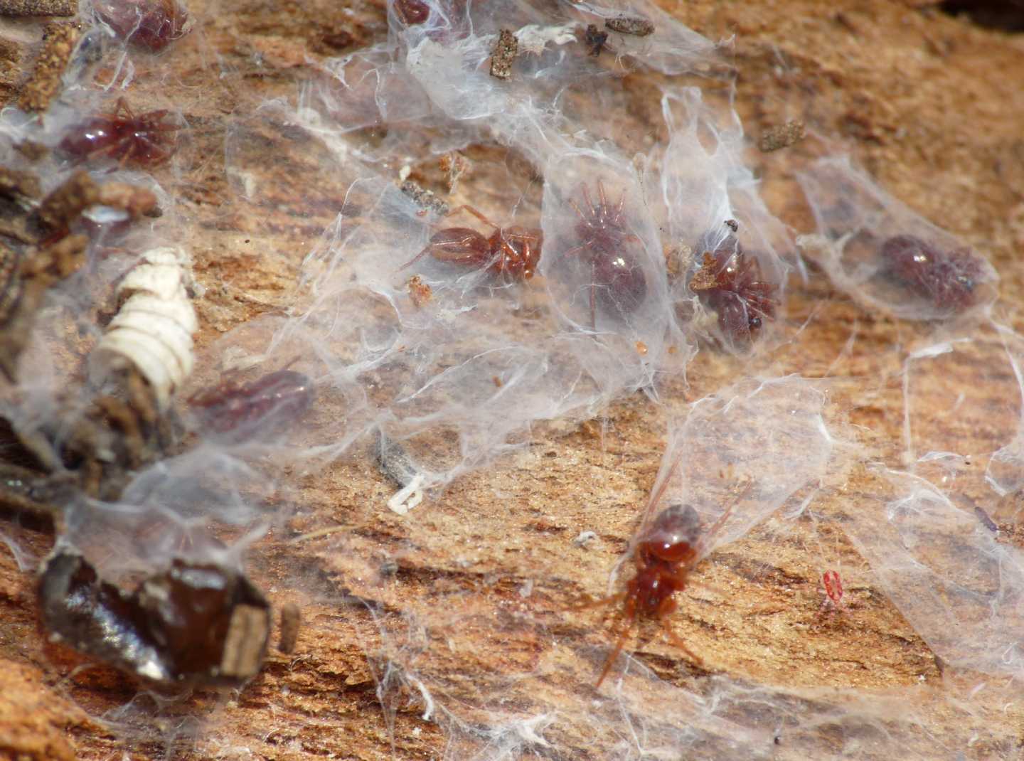 Ragnetti rossi; Silhouettella loricatula (Oonopidae)